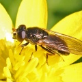 Cheilosia pagana, female, hoverfly, Alan Prowse